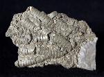 Pentacrinites briaroides (QUENSTEDT 1852) - Bild © FossNet FossilienStore